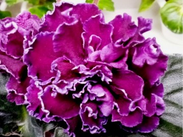 Фиалка ЛФ-Воздушный Поцелуй НОВИНКА 2021г
